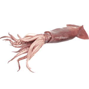 Squid